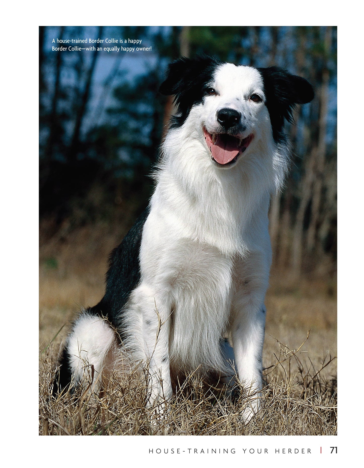 Border Collie