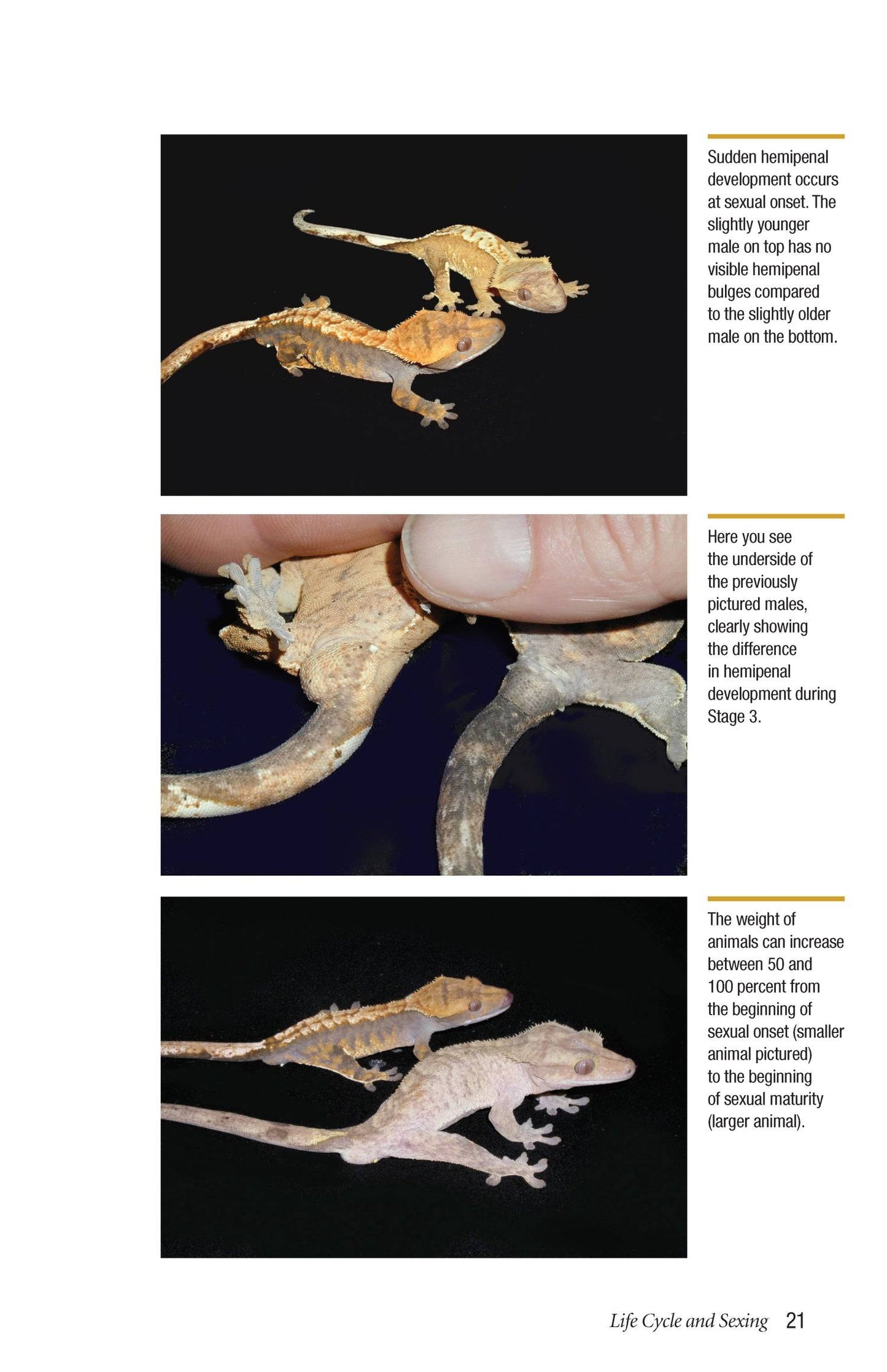 Crested Geckos
