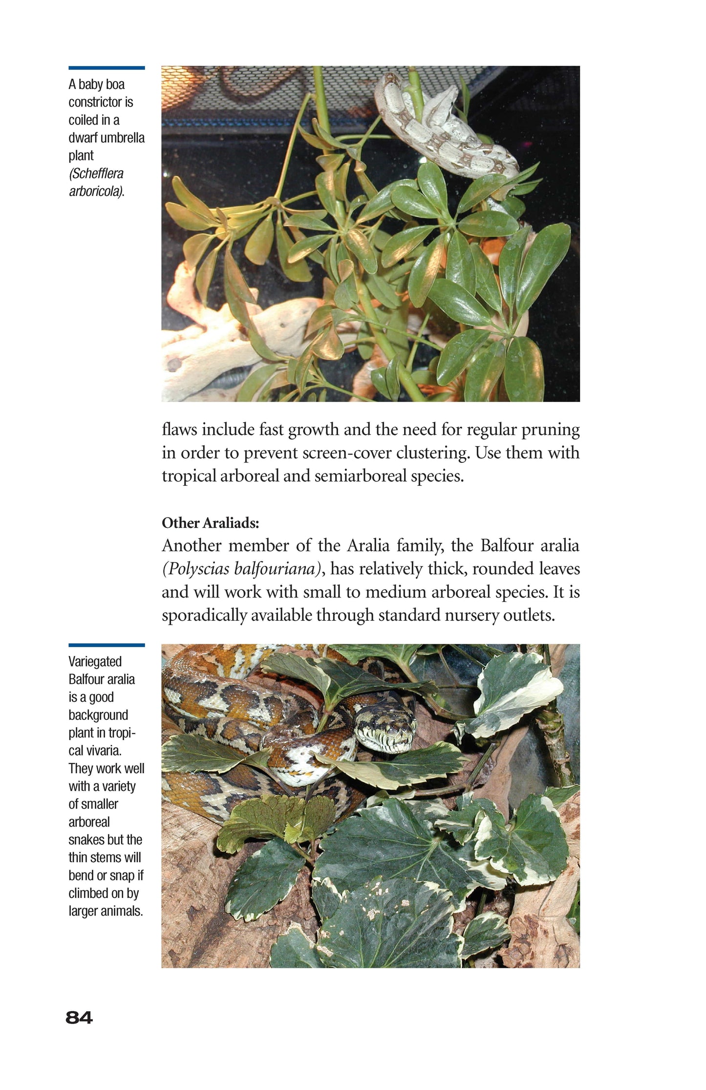 The Art of Keeping Snakes - Fox Chapel Publishing Co.