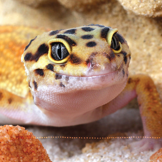 The Leopard Gecko Manual - Fox Chapel Publishing Co.