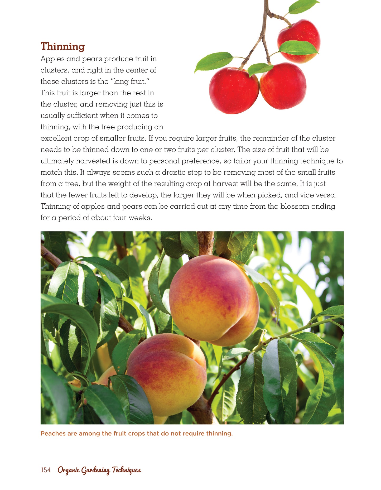 Organic Gardening Techniques