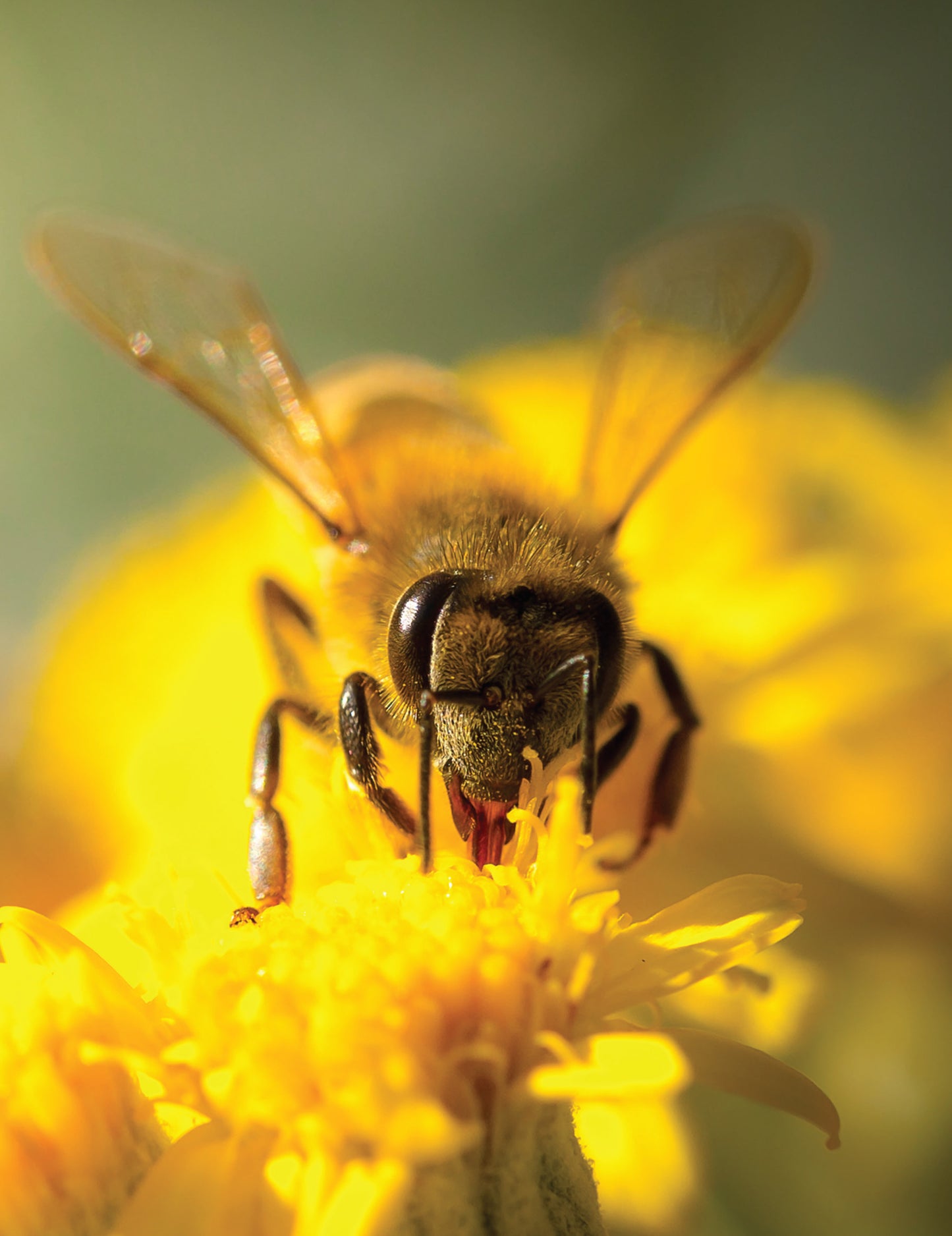 Honey Bee Hobbyist, 2nd Edition - Fox Chapel Publishing Co.