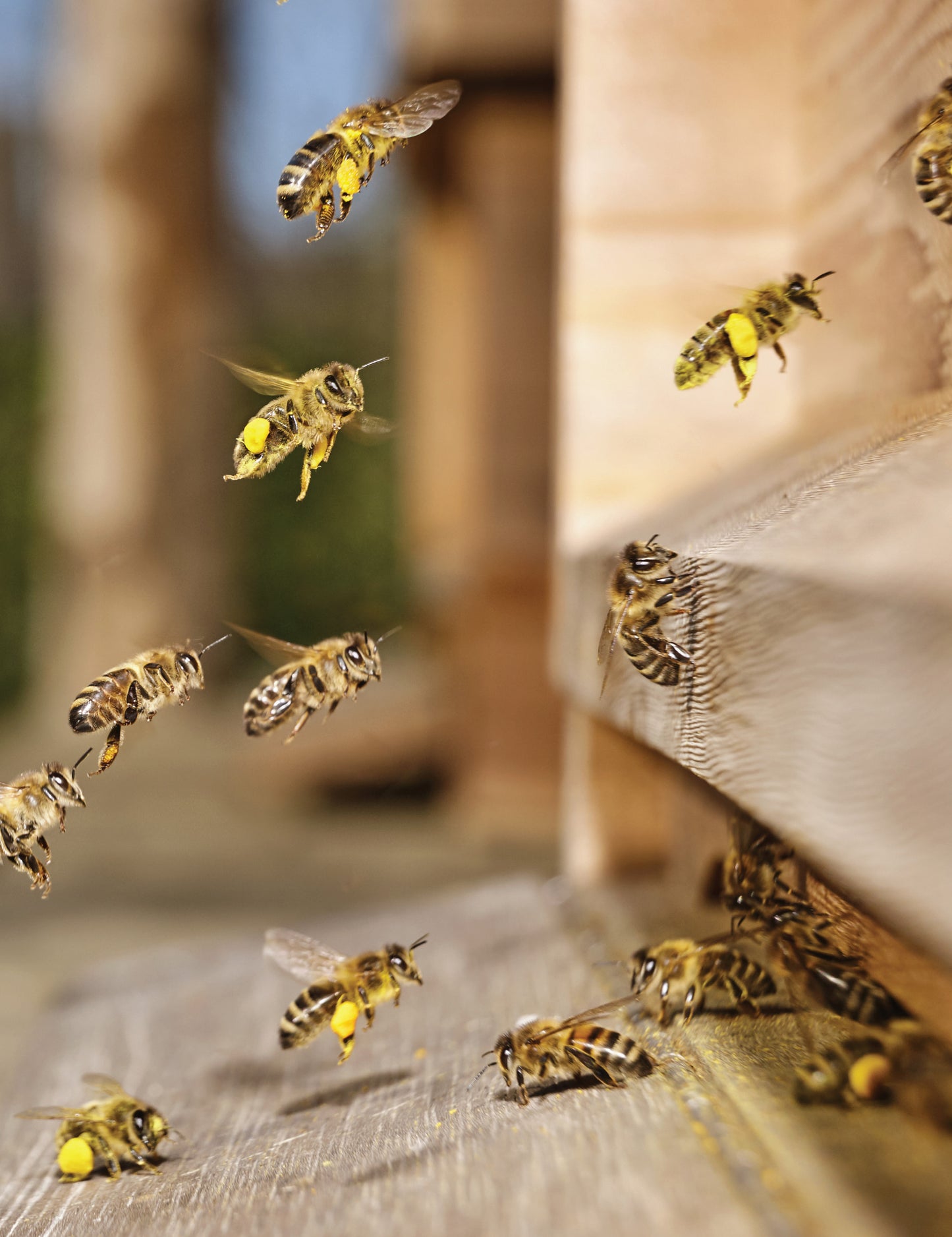 Honey Bee Hobbyist, 2nd Edition - Fox Chapel Publishing Co.