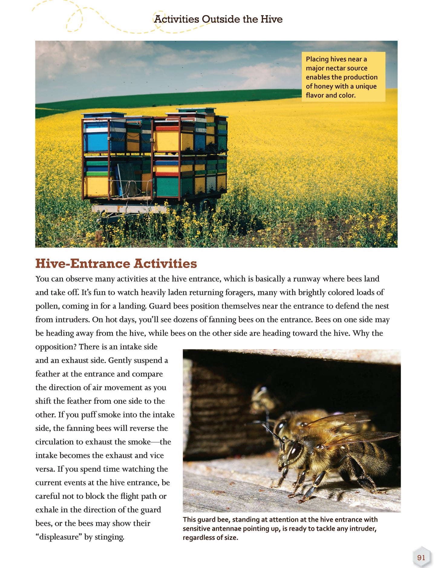Honey Bee Hobbyist, 2nd Edition - Fox Chapel Publishing Co.