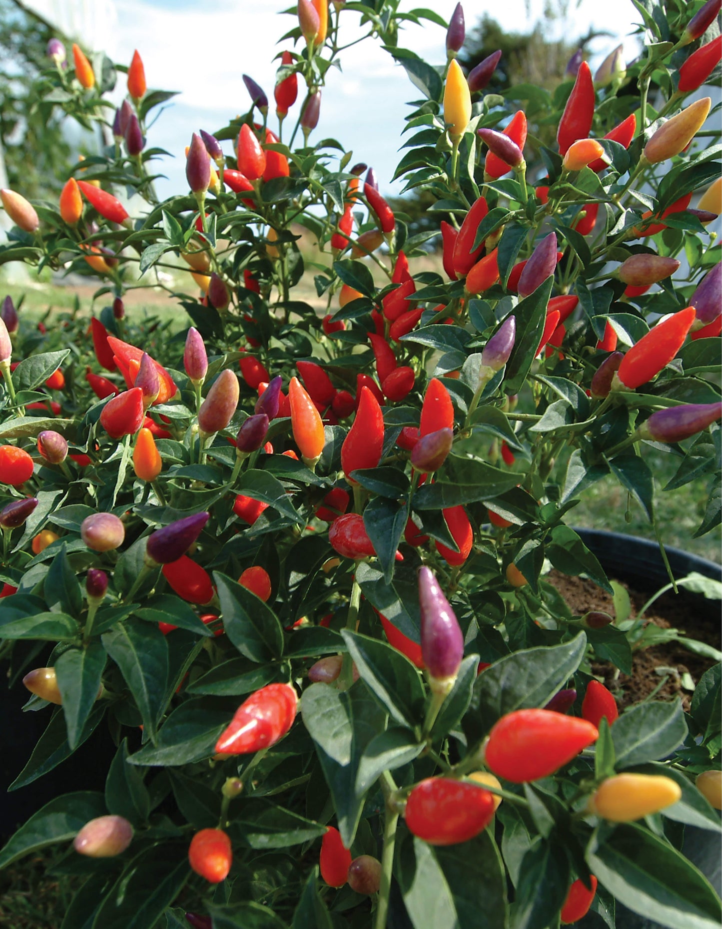 The Hot Book of Chilies, 3rd Edition - Fox Chapel Publishing Co.
