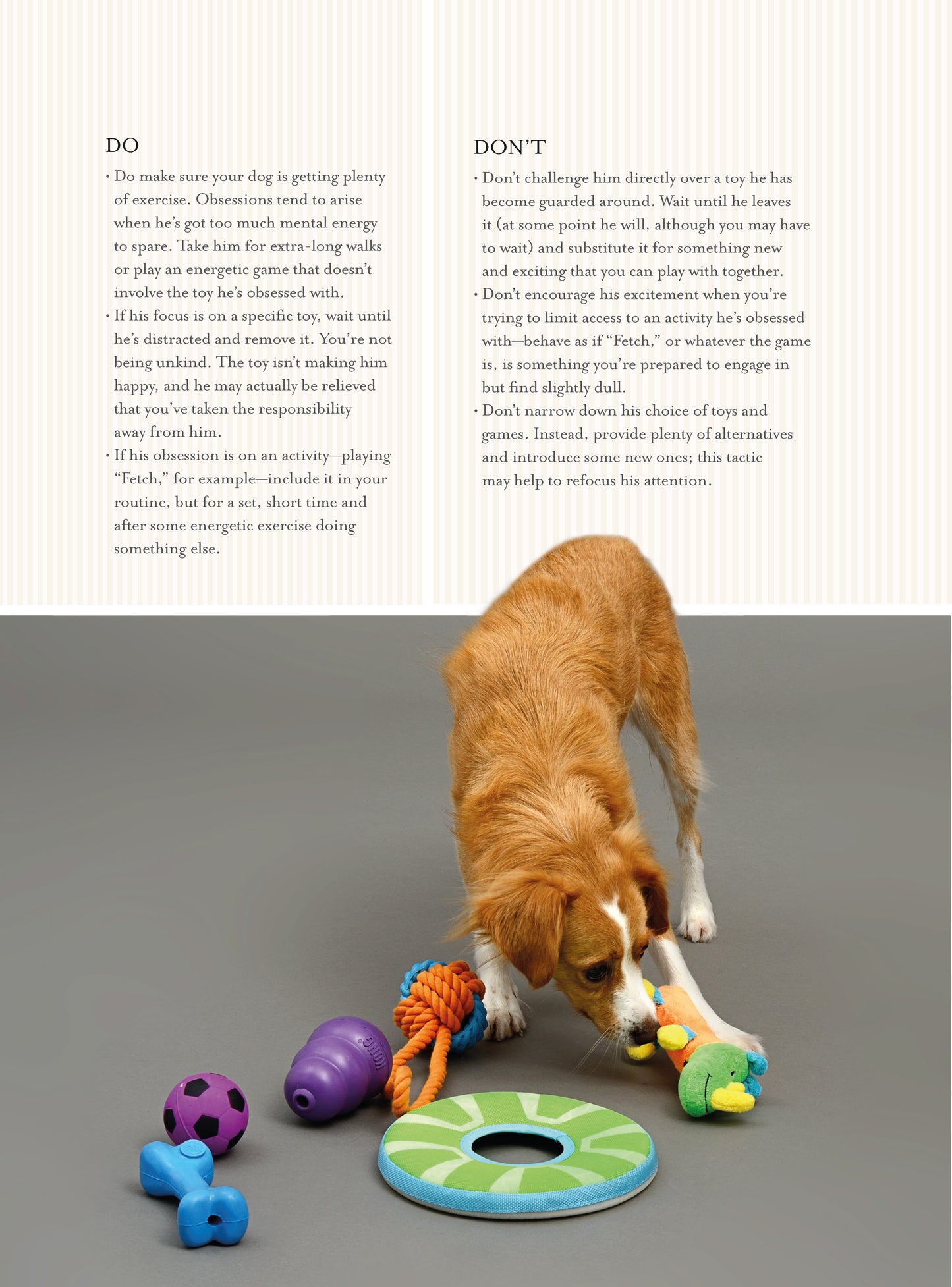Fun & Games for a Smarter Dog