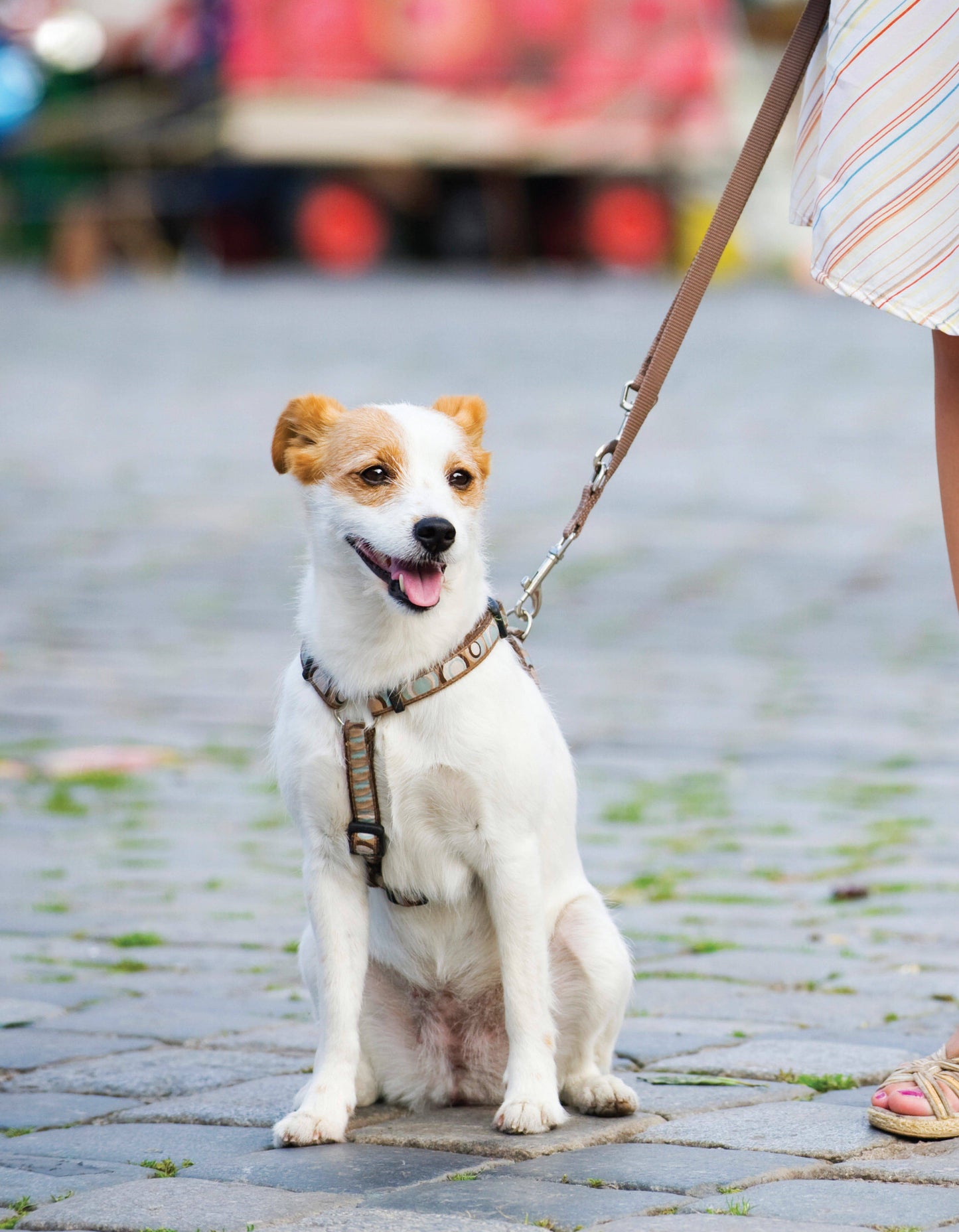 BKLN Manners - Fox Chapel Publishing Co.