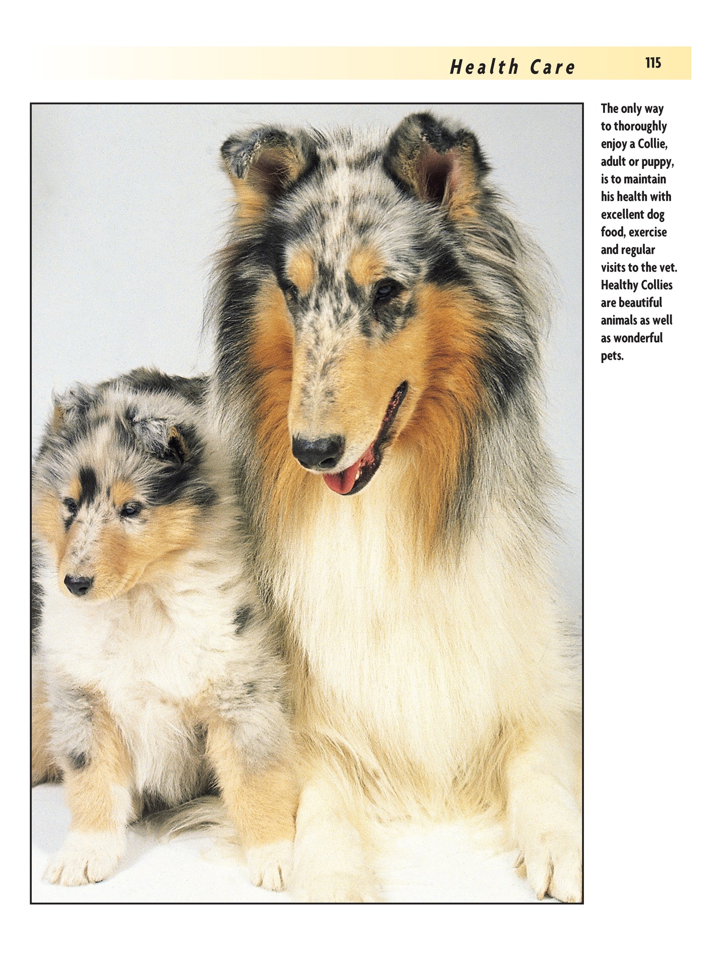 Collie (Comprehensive Owner's Guide) - Fox Chapel Publishing Co.