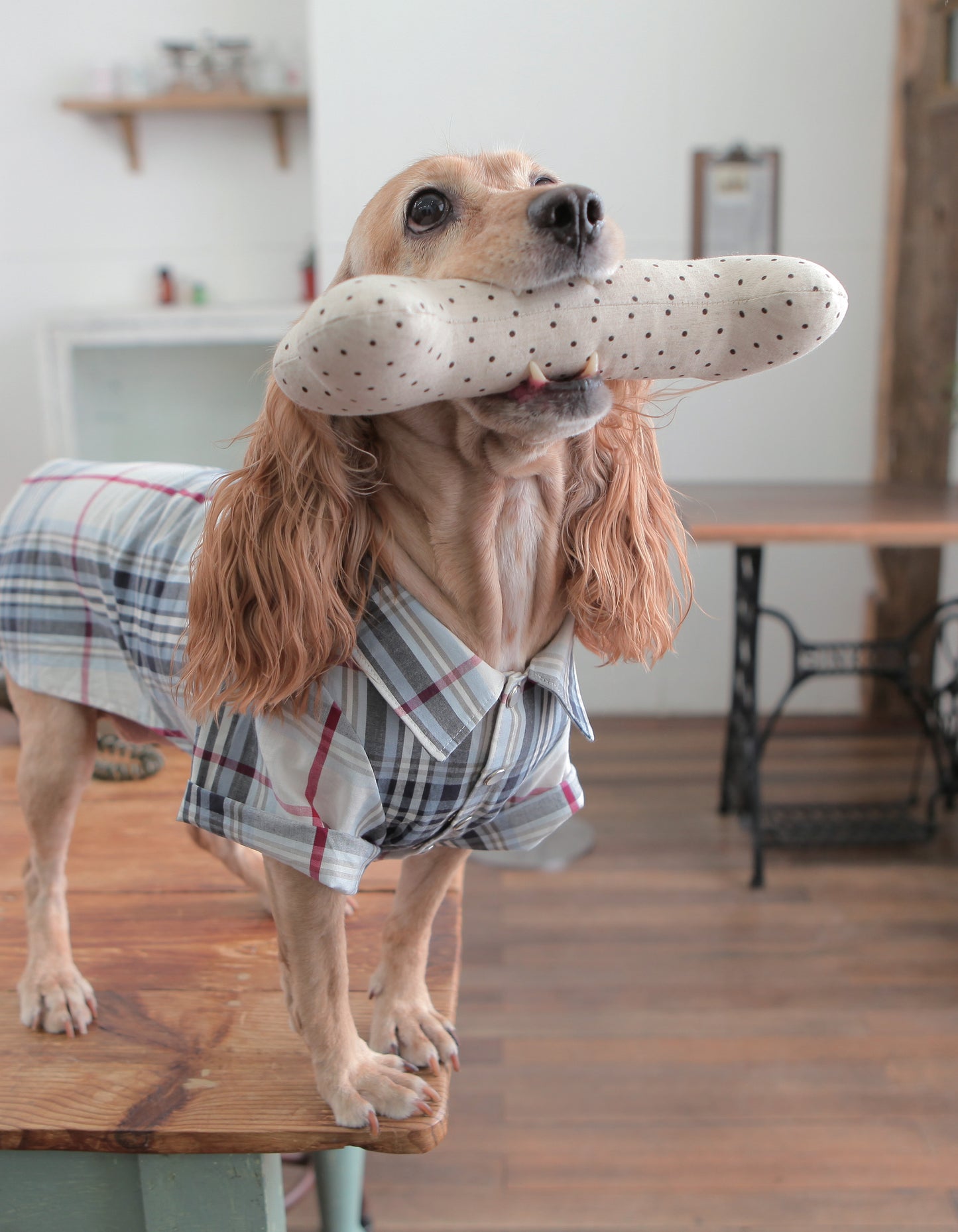 Fun Accessories to Sew for Your Dog