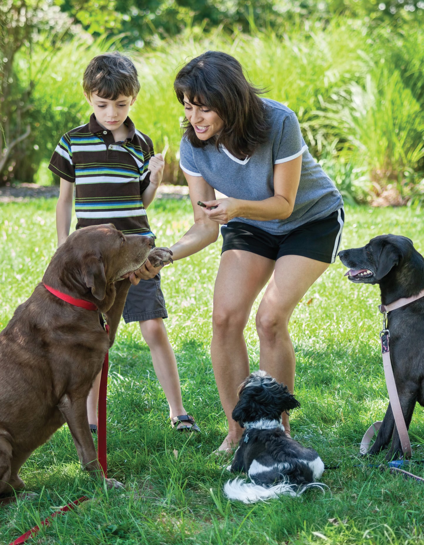 Ultimate Guide to Dog Training - Fox Chapel Publishing Co.