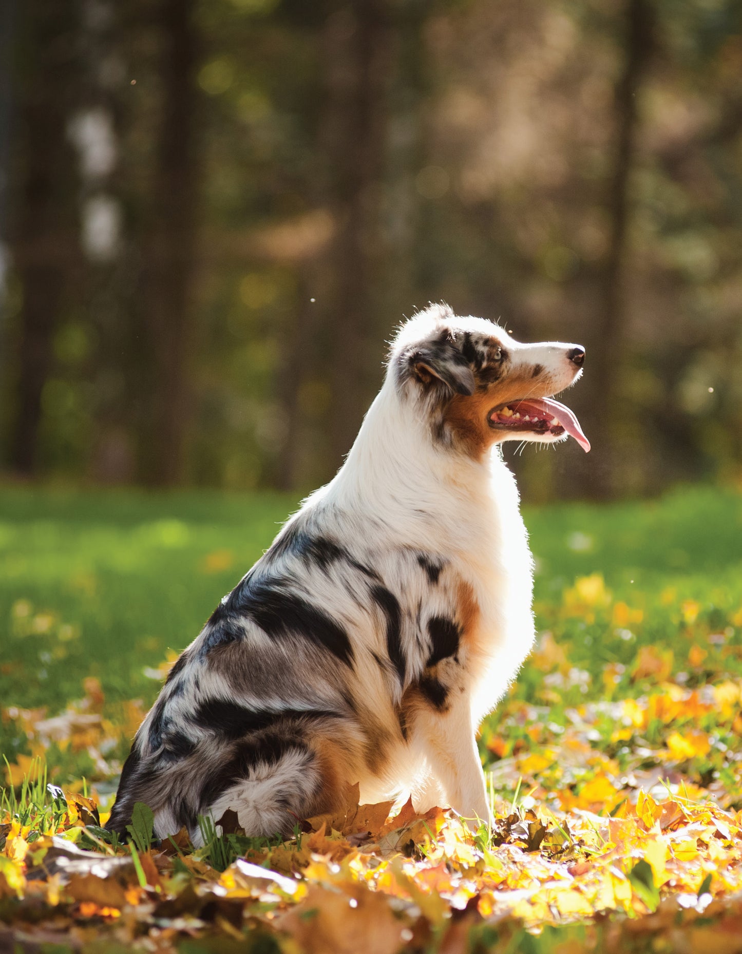 Ultimate Guide to Dog Training - Fox Chapel Publishing Co.