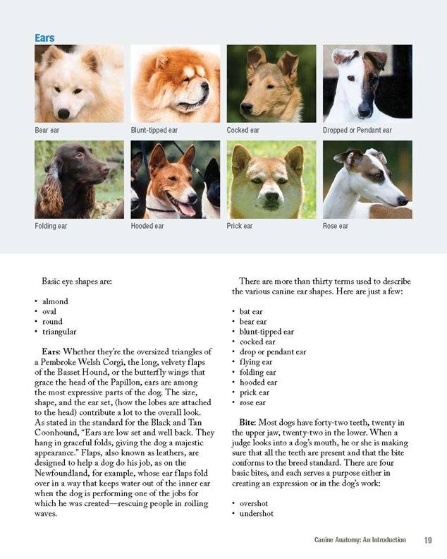 The New Complete Dog Book, 23rd Edition
