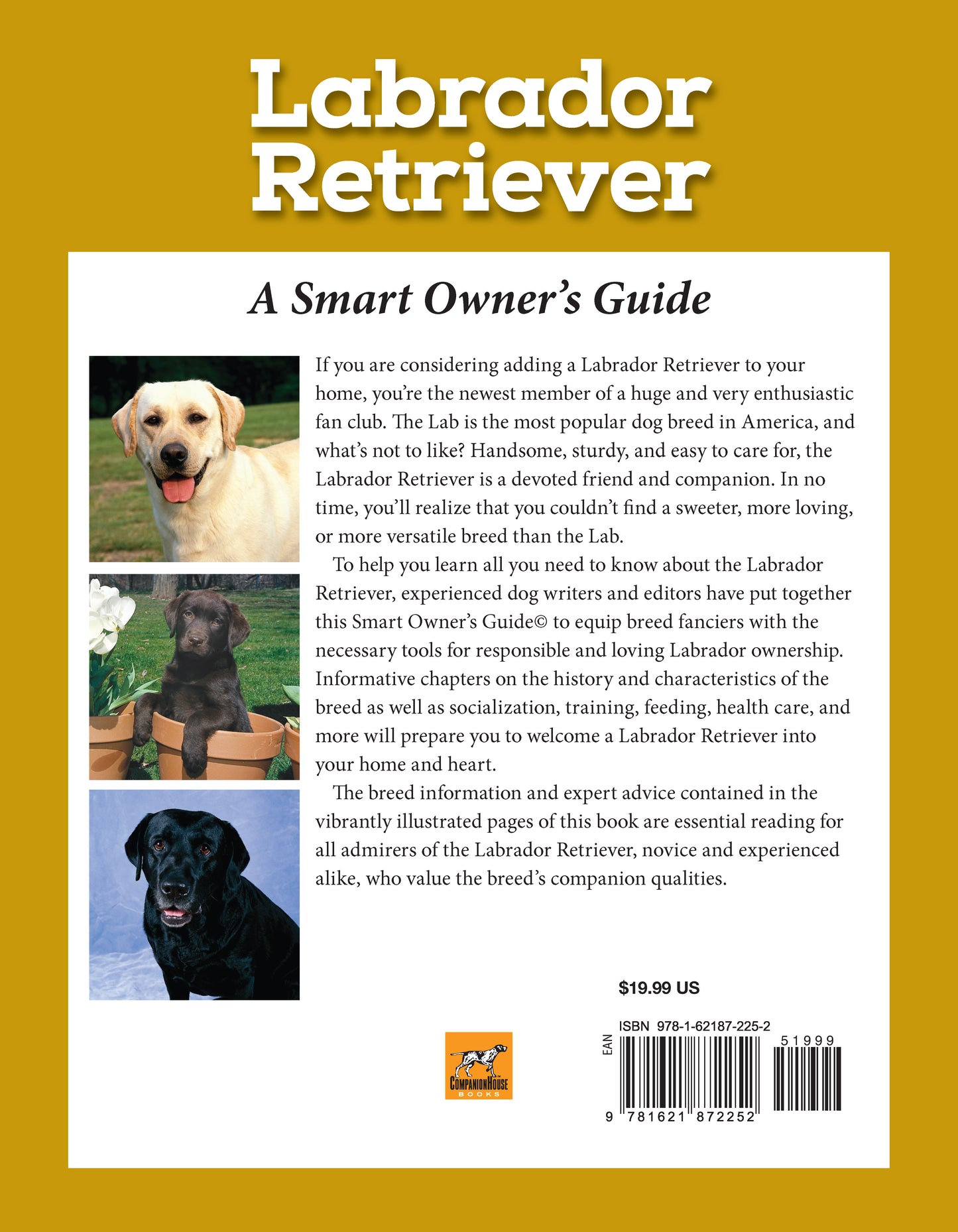 Labrador Retriever