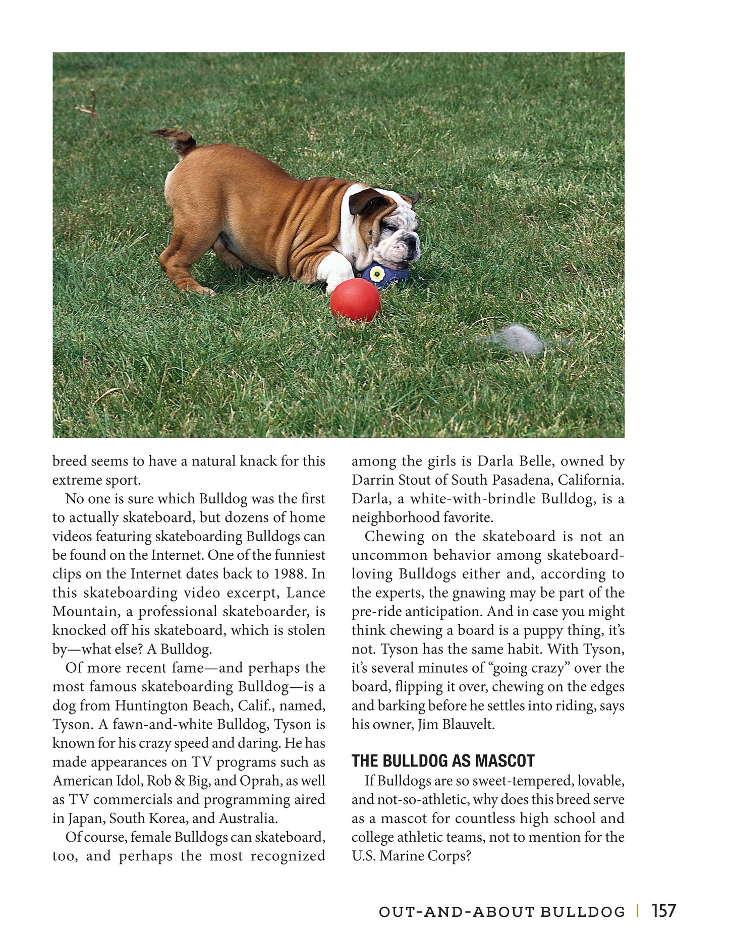 Bulldog - Fox Chapel Publishing Co.