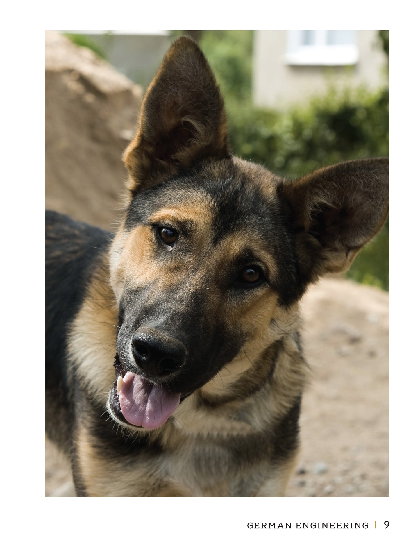 German Shepherd Dog - Fox Chapel Publishing Co.