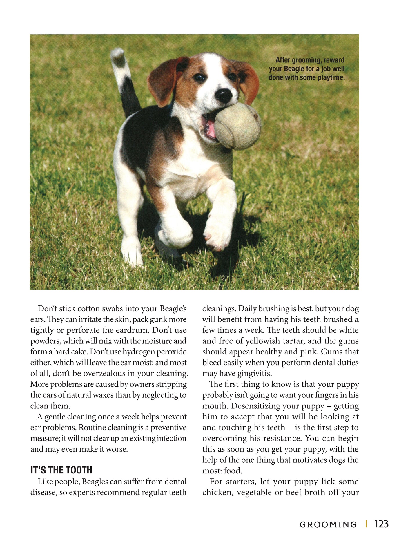 Beagle - Fox Chapel Publishing Co.