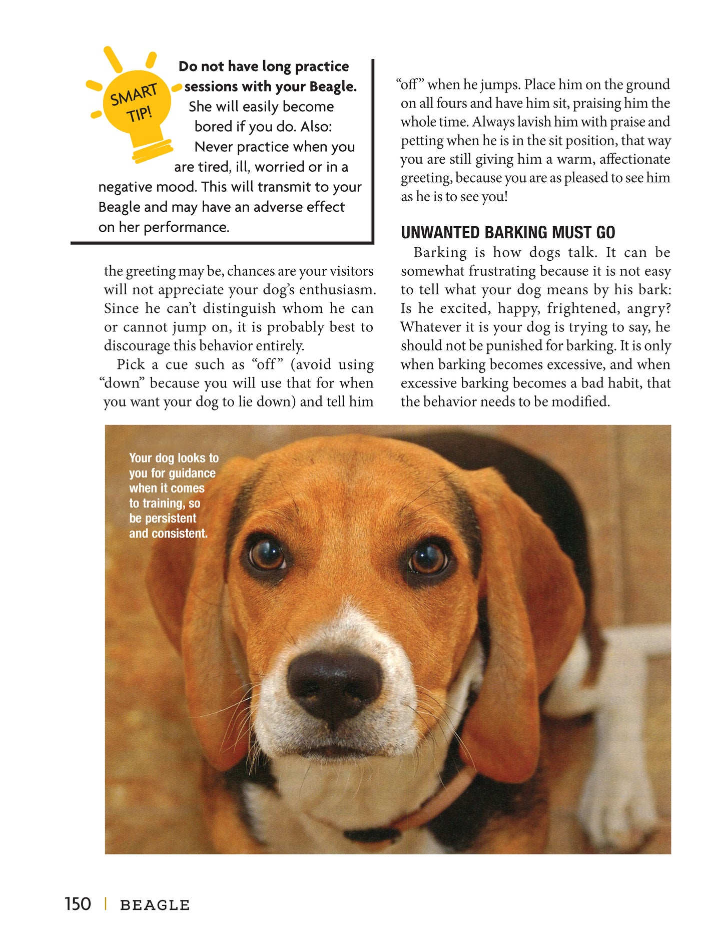 Beagle - Fox Chapel Publishing Co.