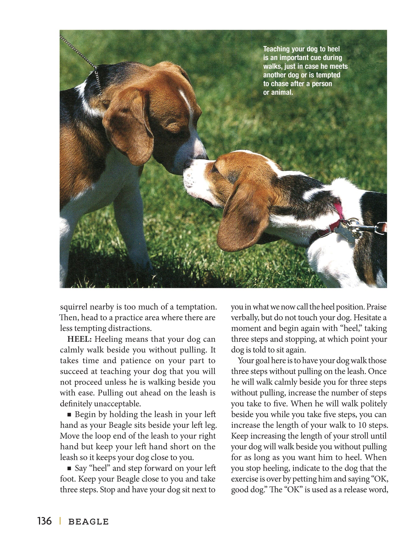 Beagle - Fox Chapel Publishing Co.