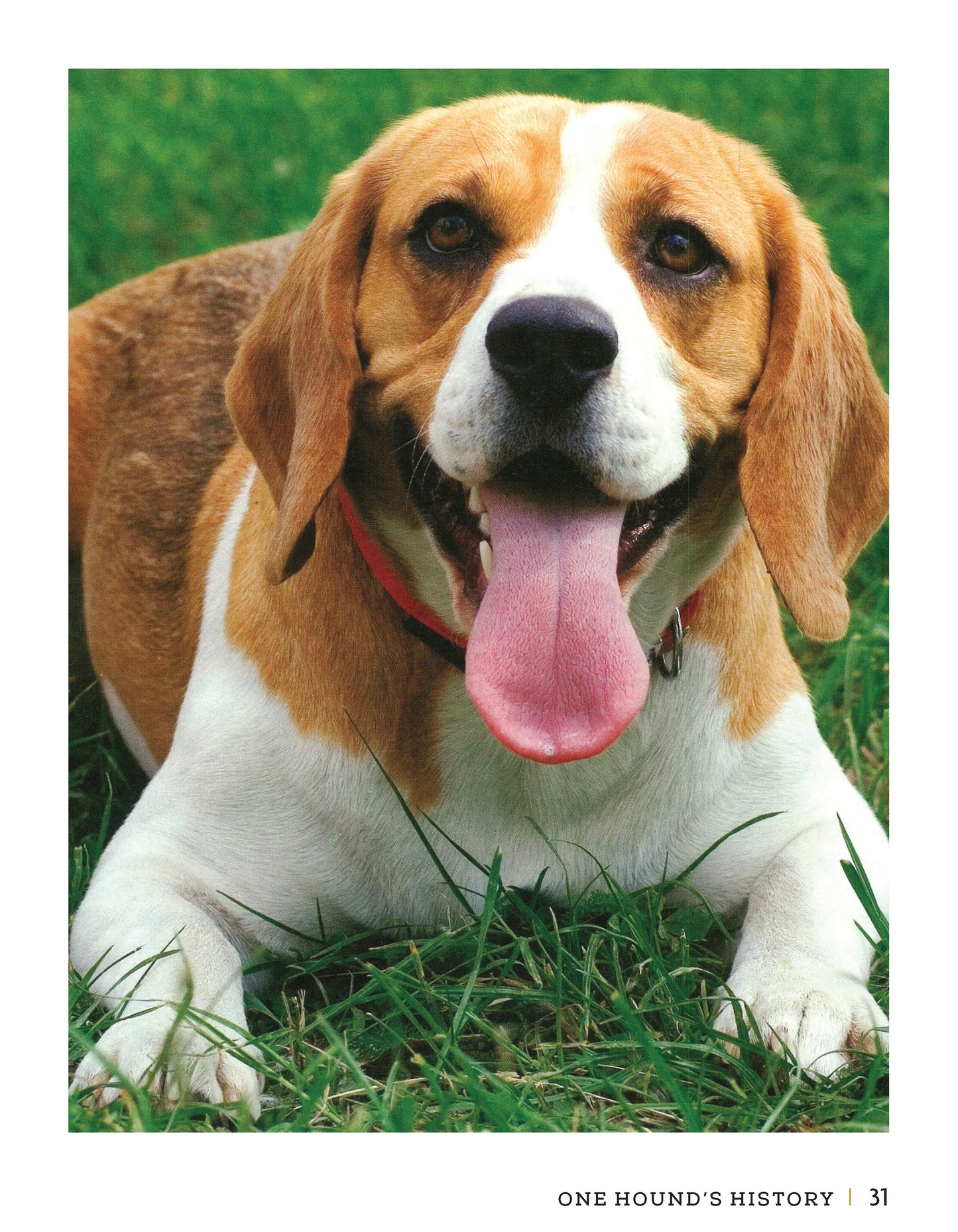 Beagle - Fox Chapel Publishing Co.