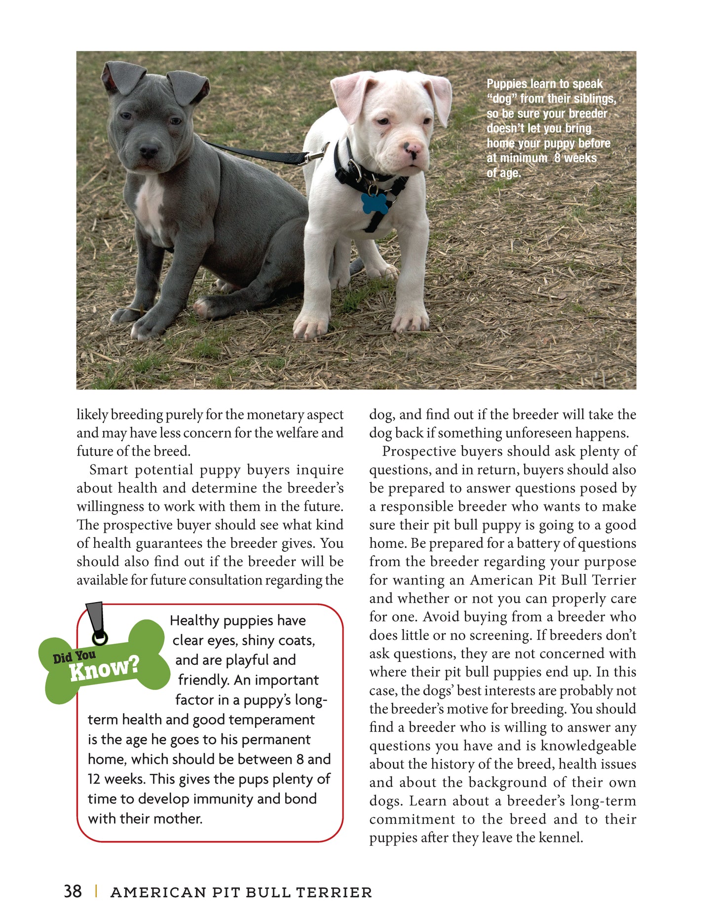 American Pit Bull Terrier - Fox Chapel Publishing Co.