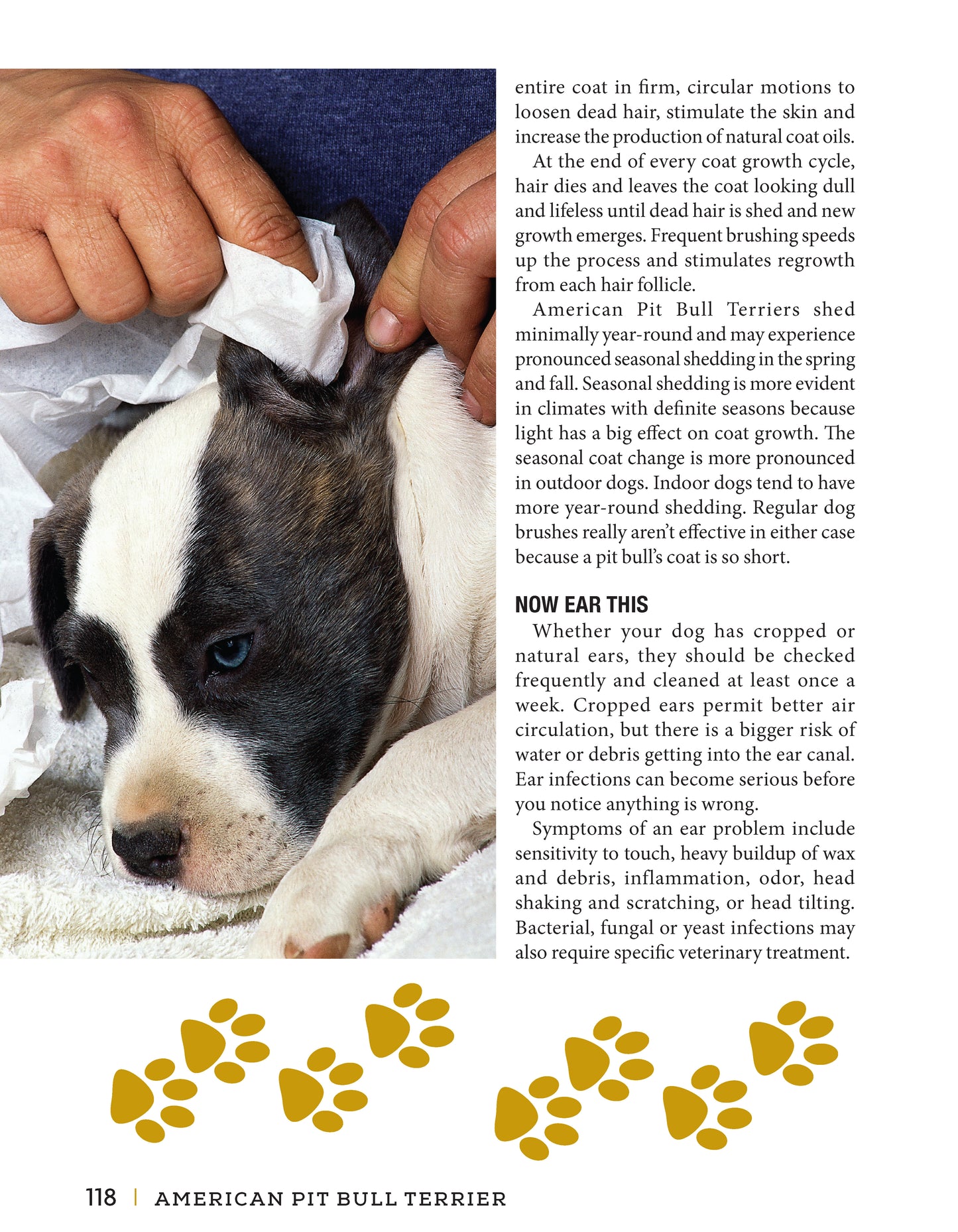 American Pit Bull Terrier - Fox Chapel Publishing Co.