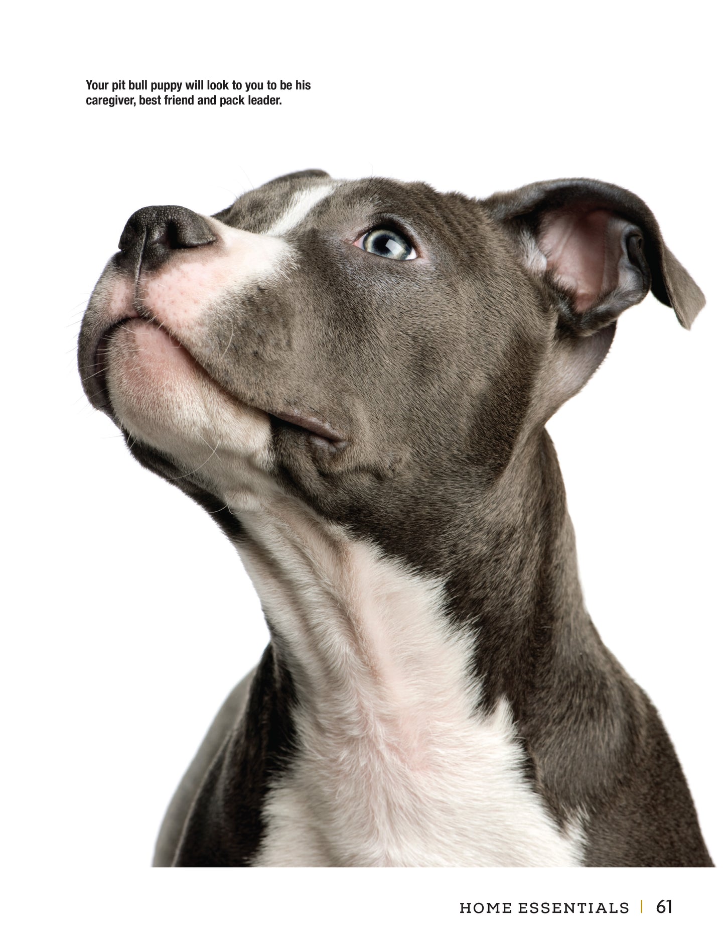 American Pit Bull Terrier - Fox Chapel Publishing Co.