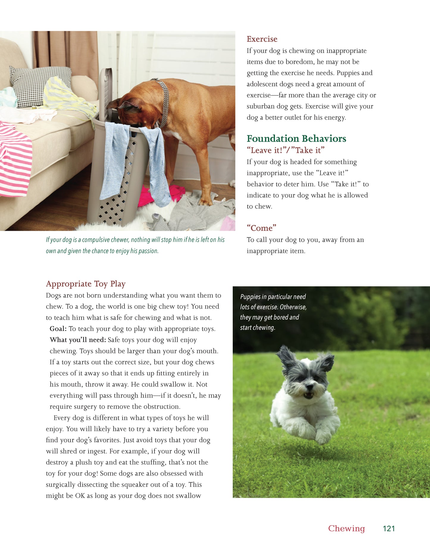 Dog Behavior Problem Solver - Fox Chapel Publishing Co.