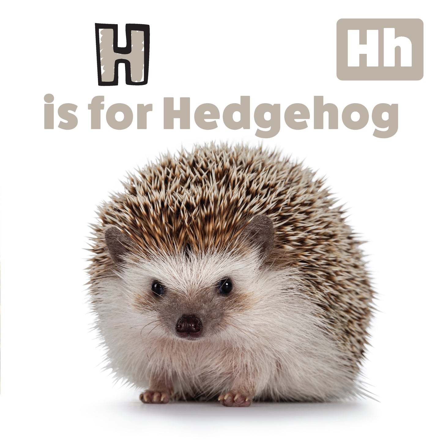 My First ABC Animal Book - Fox Chapel Publishing Co.