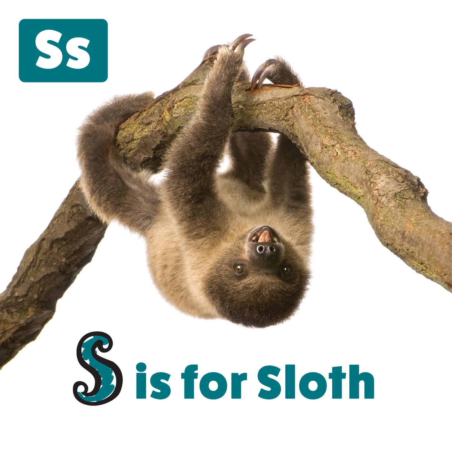 My First ABC Animal Book - Fox Chapel Publishing Co.