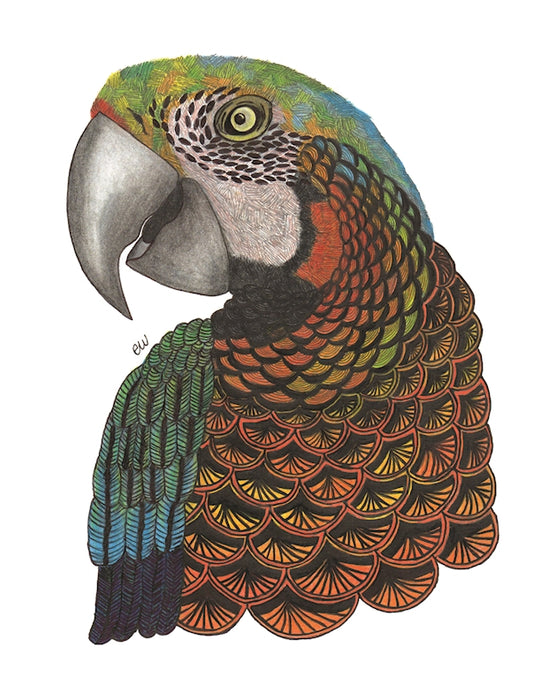 TangleEasy Lined Journal Parrot - Fox Chapel Publishing Co.