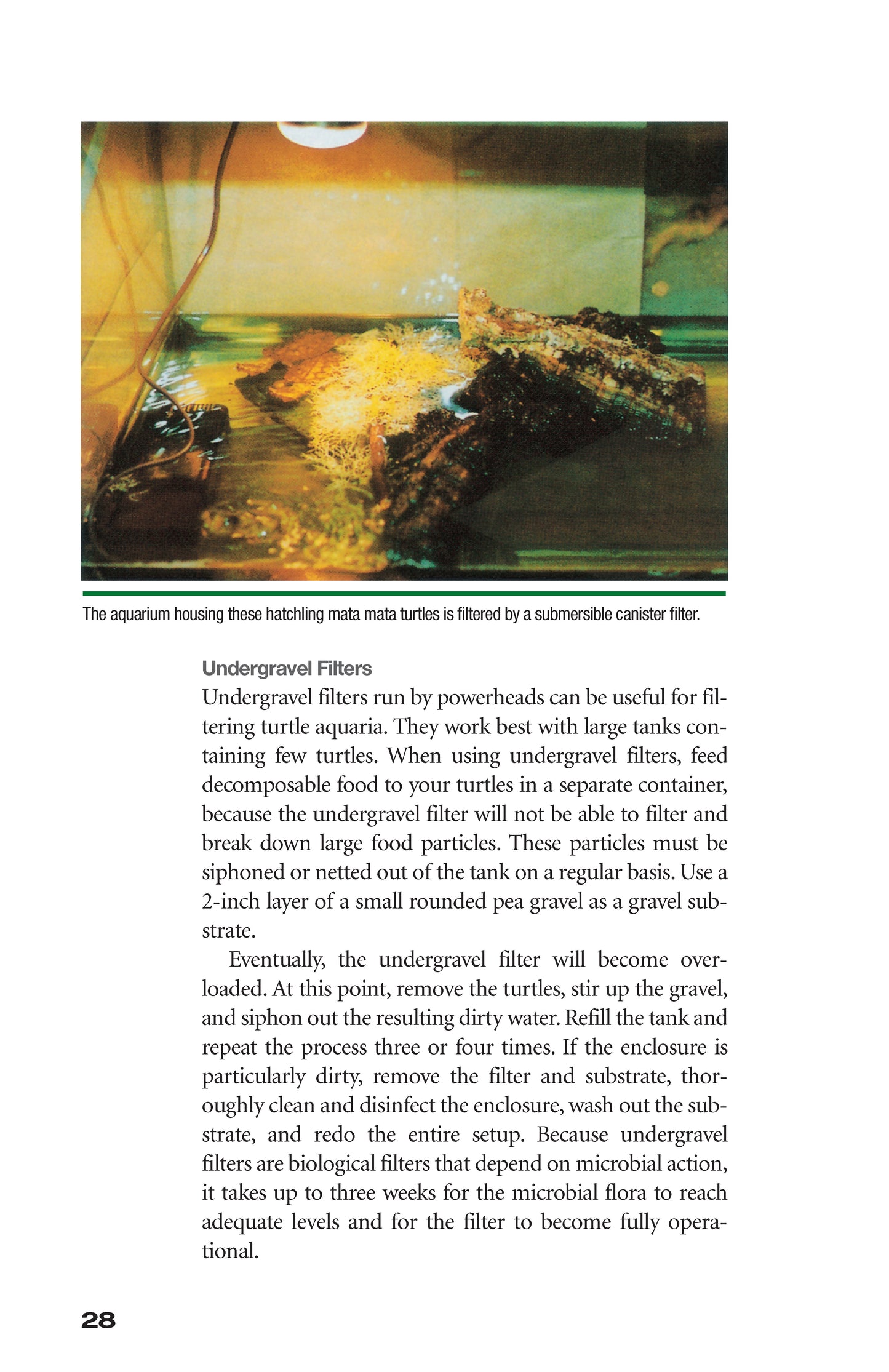 Red-Eared Sliders