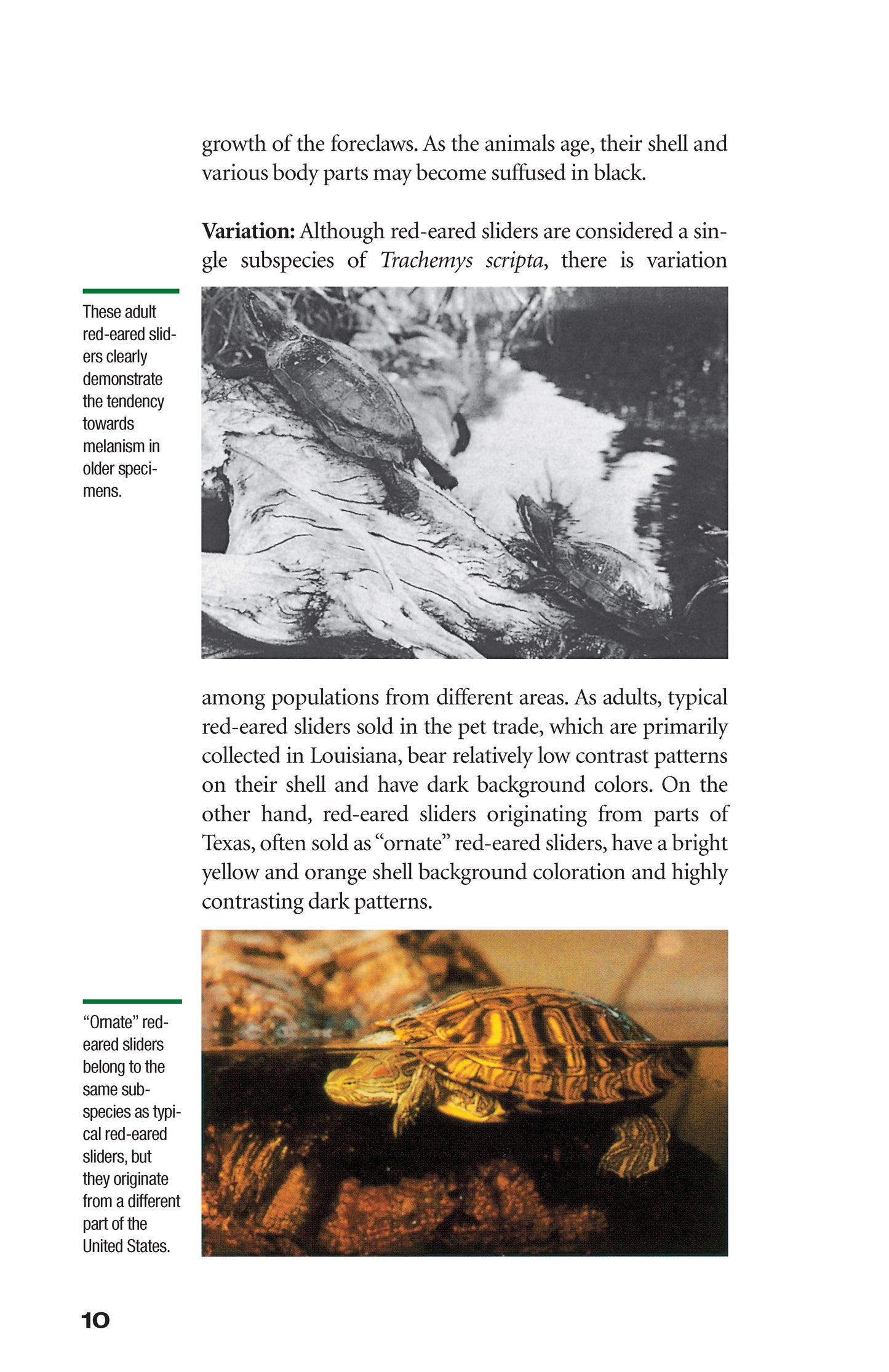Red-Eared Sliders