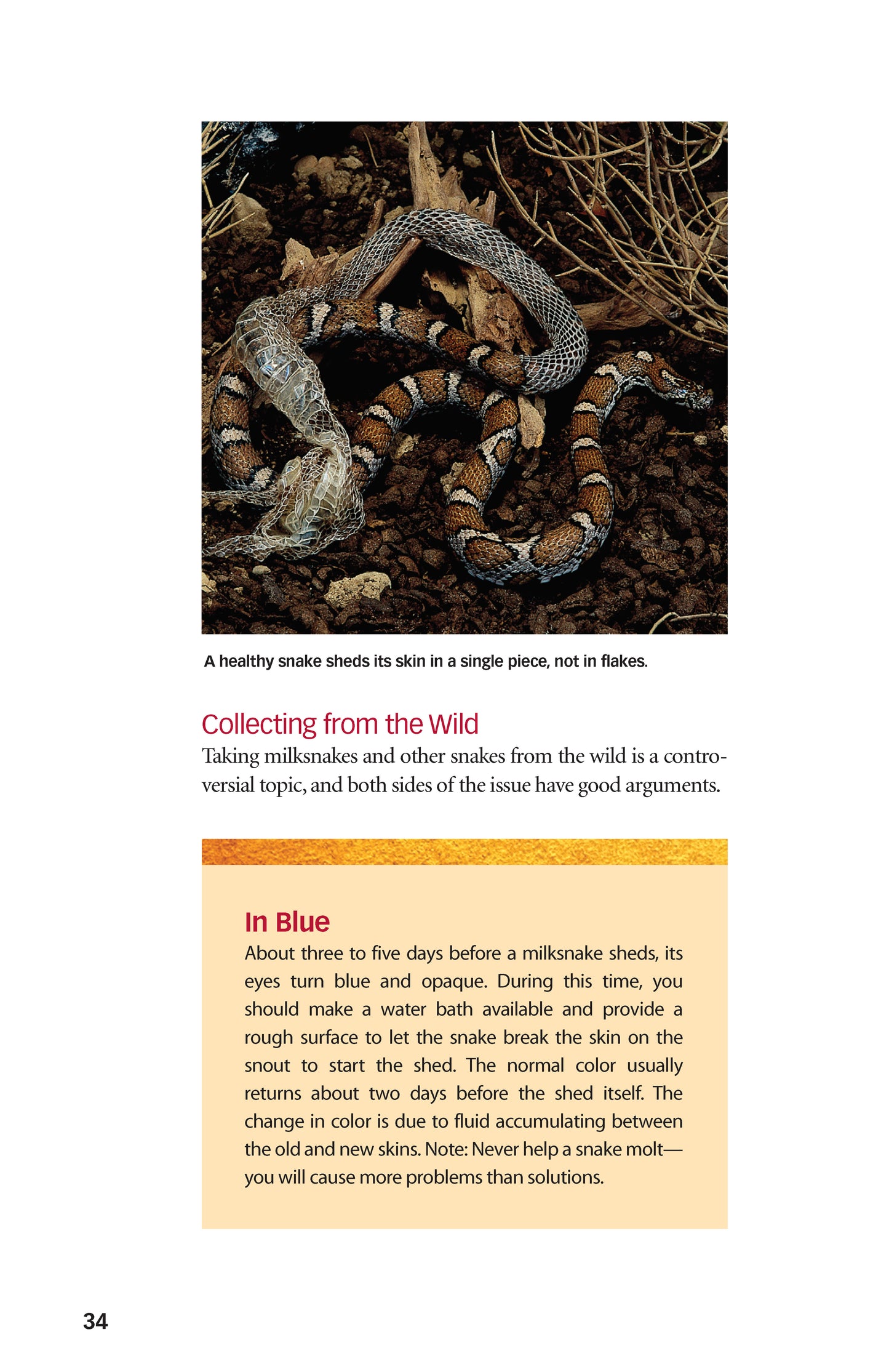 Milksnakes