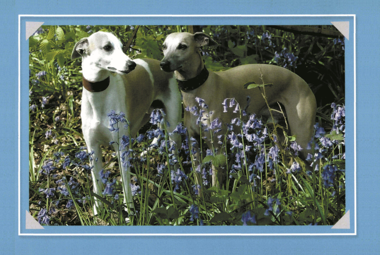 Know Your Dogs - Fox Chapel Publishing Co.