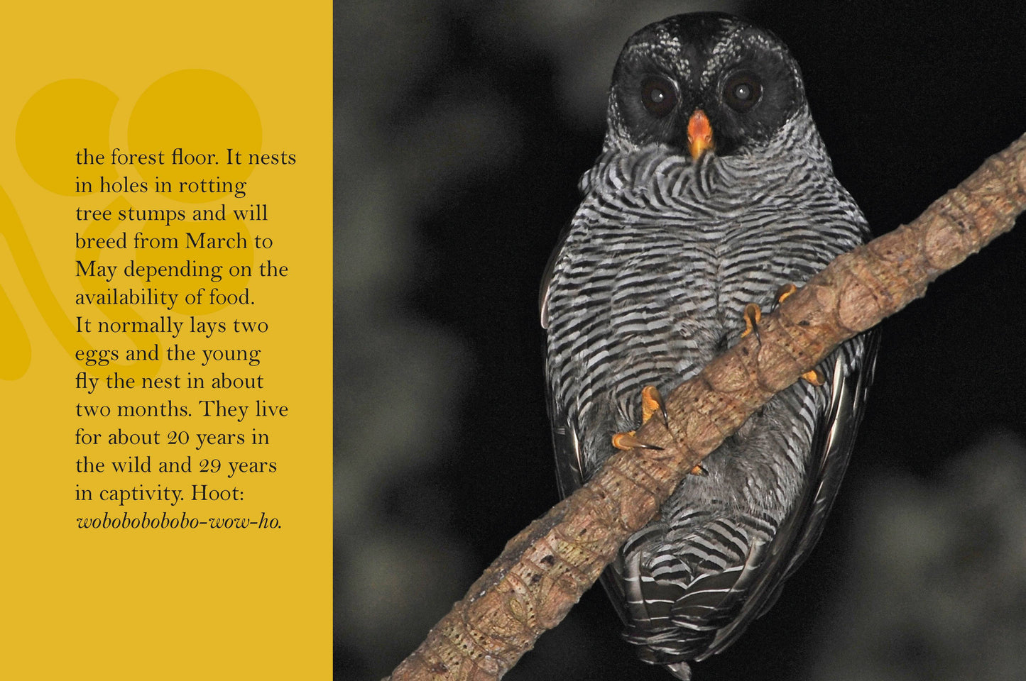 Know Your Owls