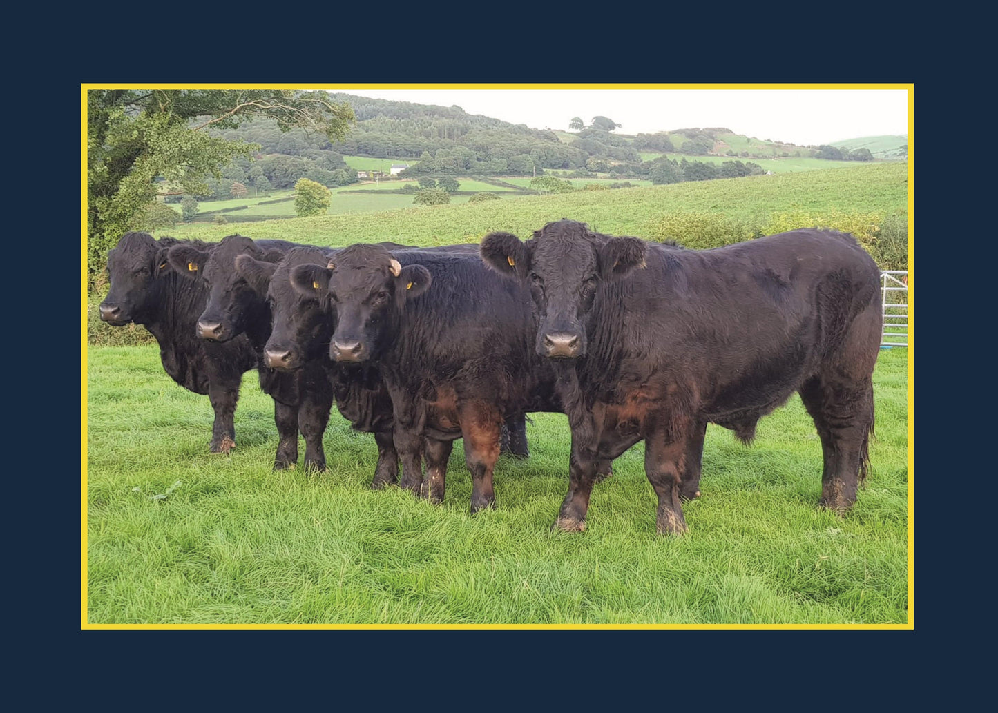 Know Your Cows - Fox Chapel Publishing Co.