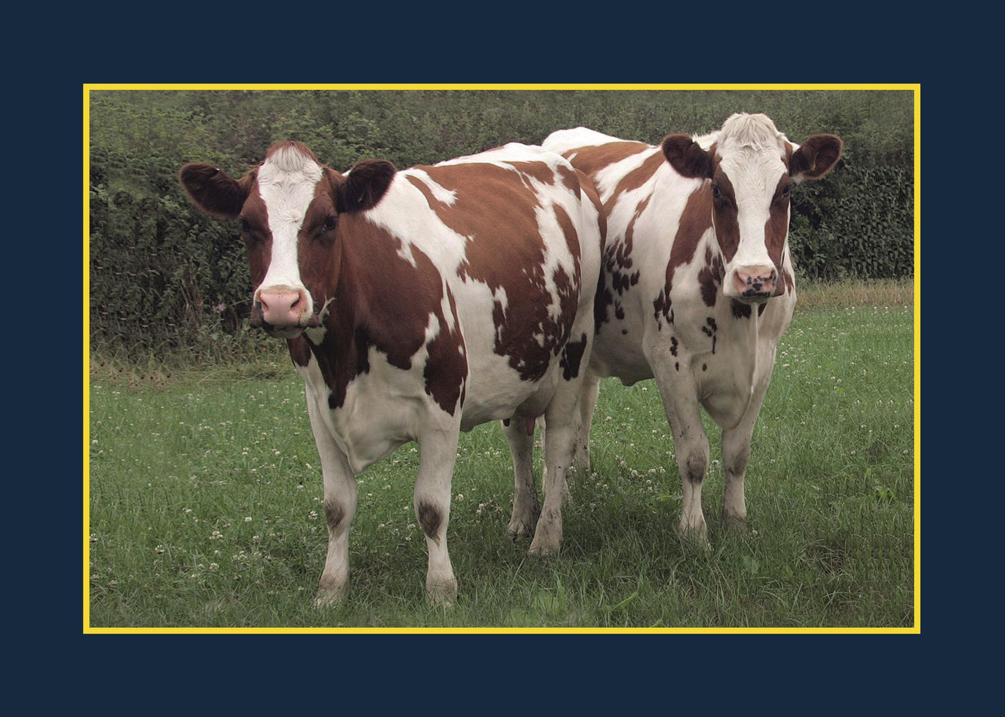 Know Your Cows - Fox Chapel Publishing Co.