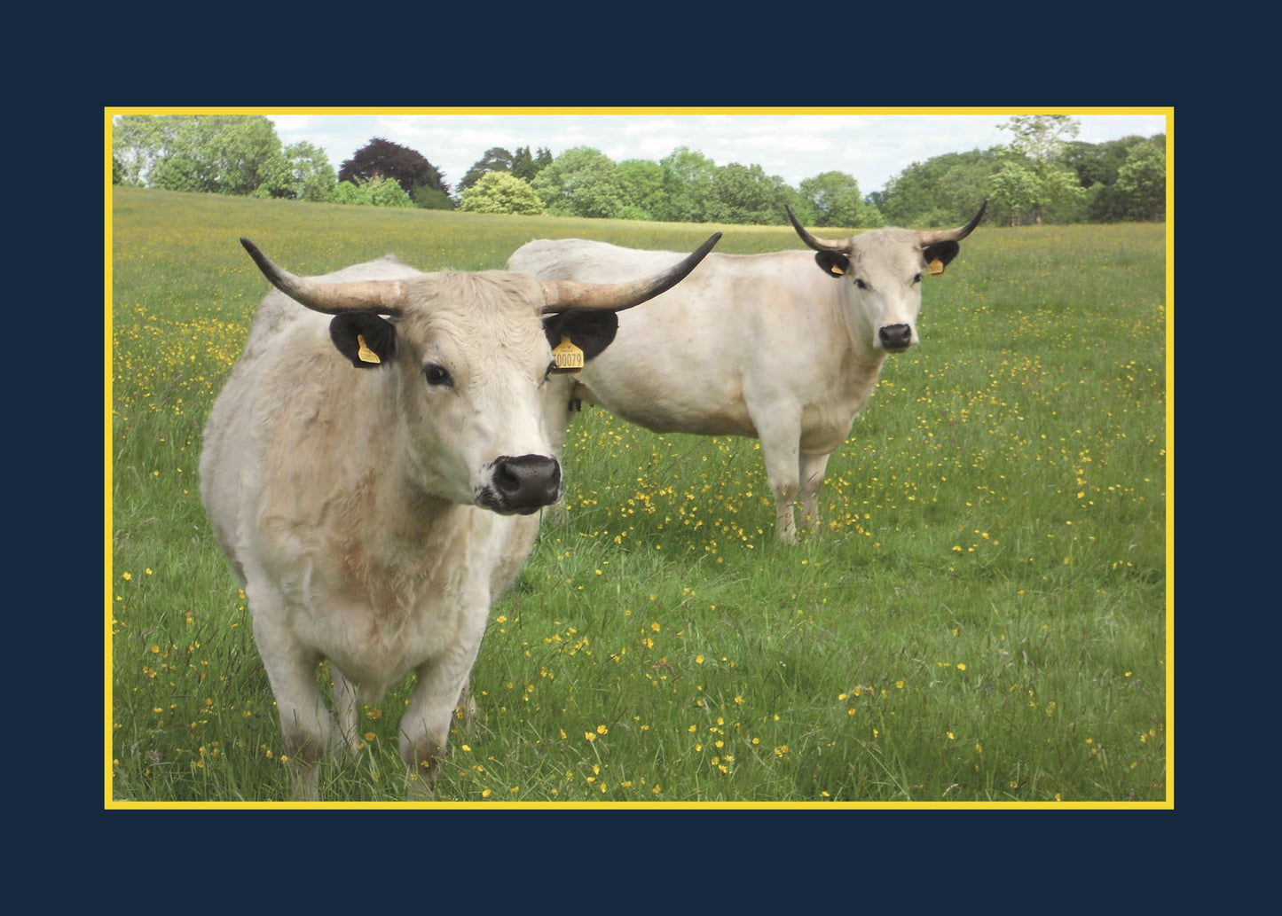 Know Your Cows - Fox Chapel Publishing Co.