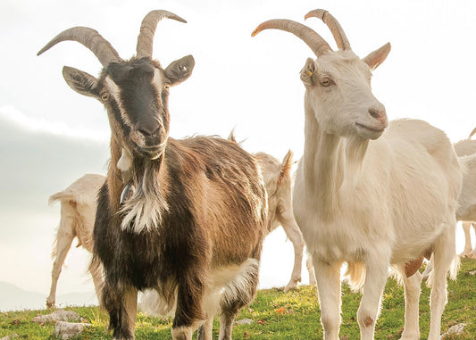 Know Your Goats - Fox Chapel Publishing Co.