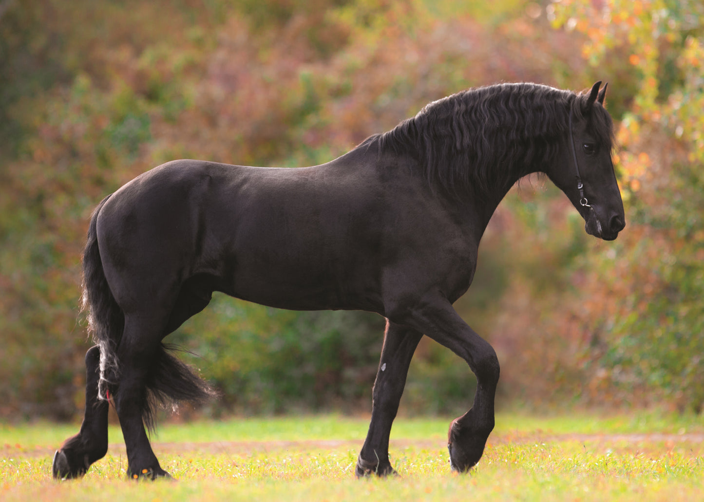 Know Your Horses - Fox Chapel Publishing Co.