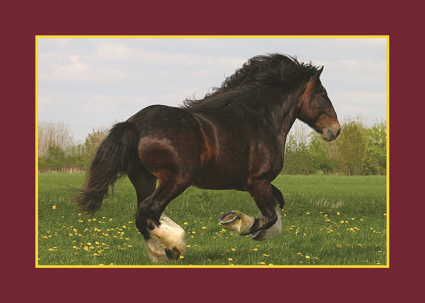 Know Your Horses - Fox Chapel Publishing Co.