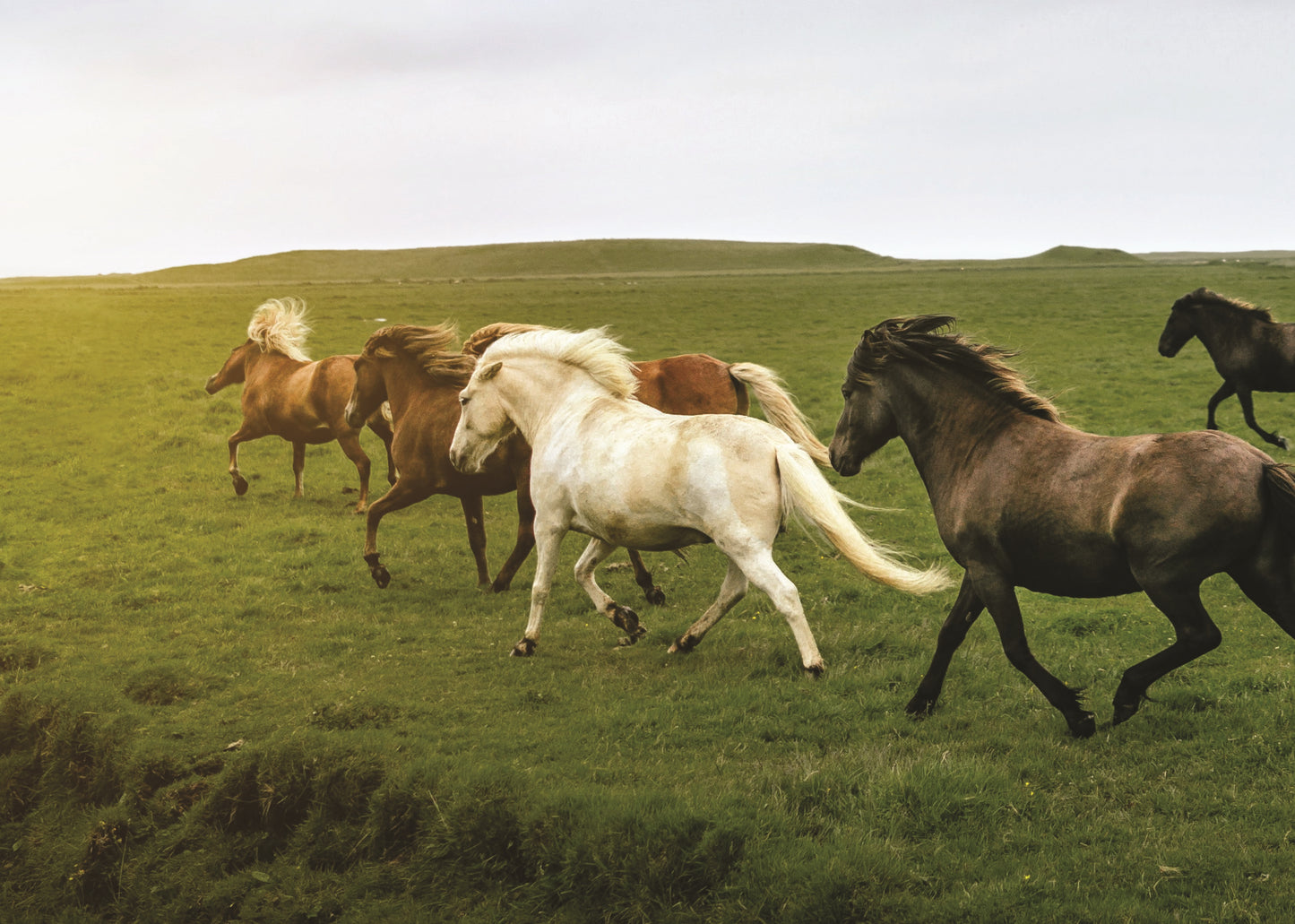 Know Your Horses - Fox Chapel Publishing Co.