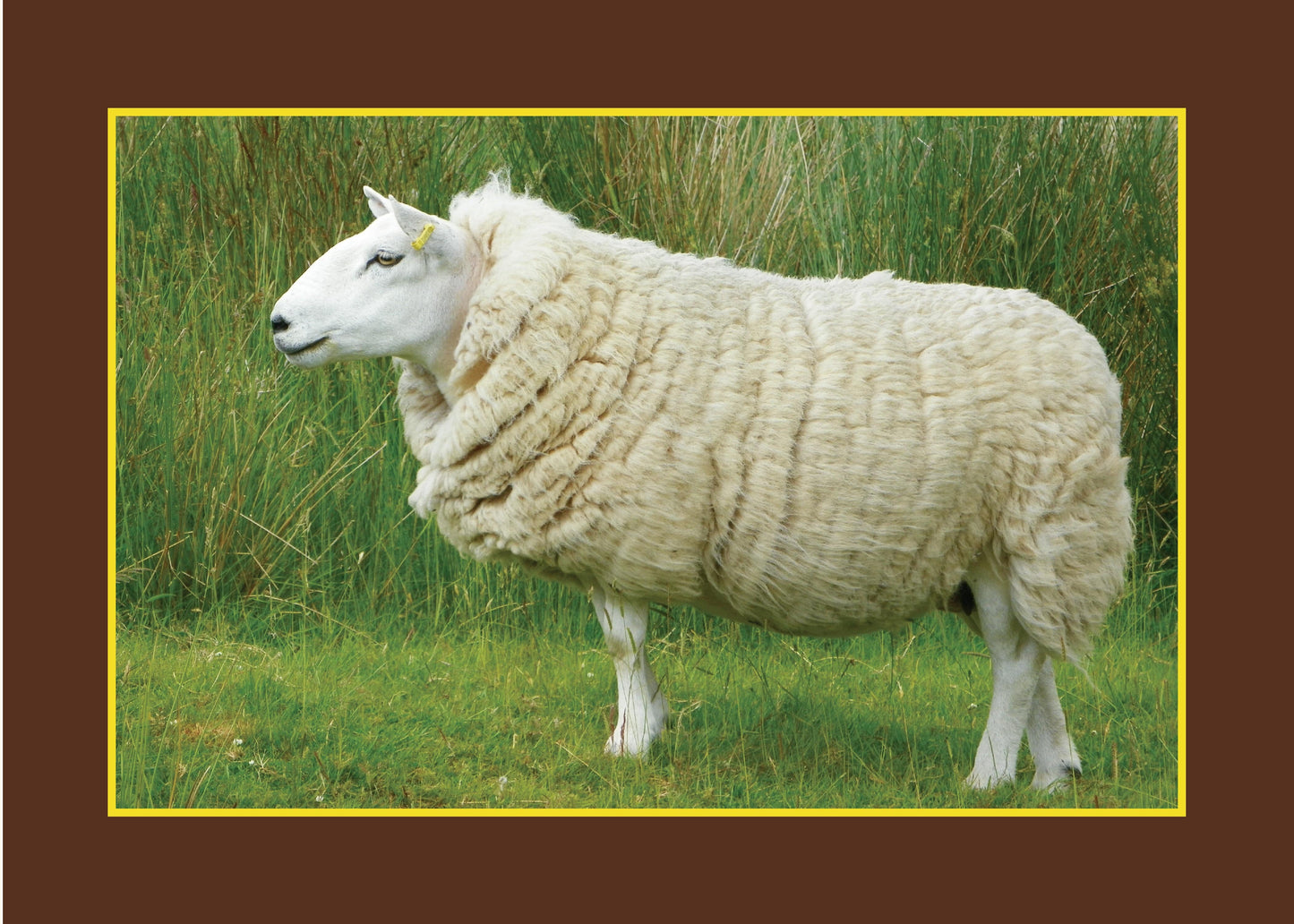 Know Your Sheep