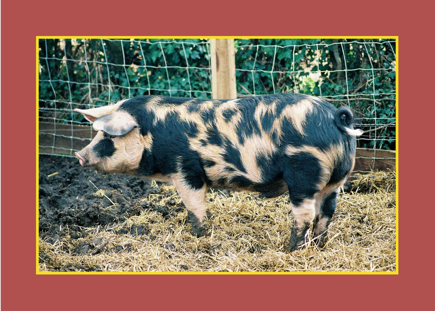 Know Your Pigs - Fox Chapel Publishing Co.