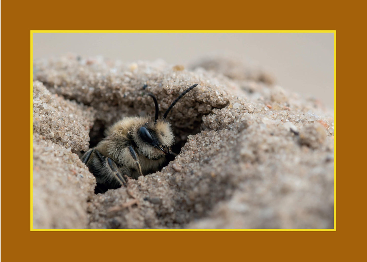 Know Your Pollinators - Fox Chapel Publishing Co.
