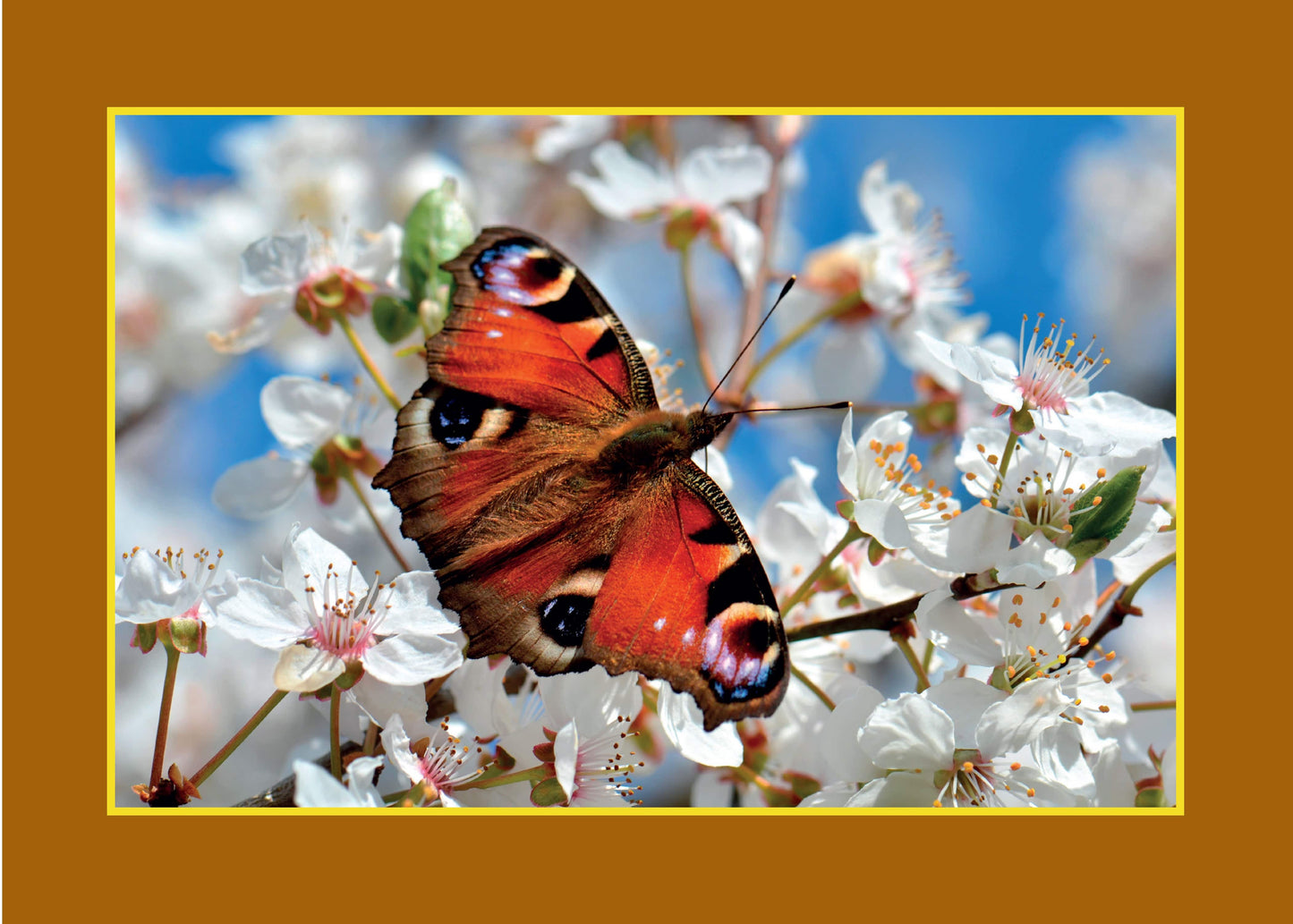 Know Your Pollinators - Fox Chapel Publishing Co.