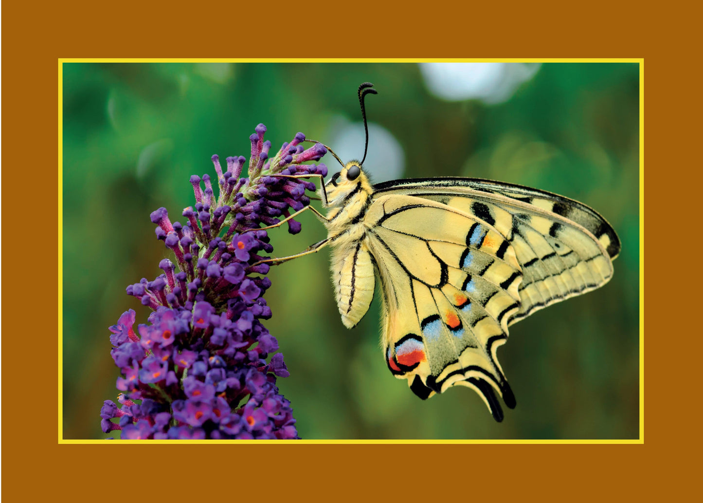 Know Your Pollinators - Fox Chapel Publishing Co.