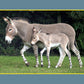 Know Your Donkeys & Mules