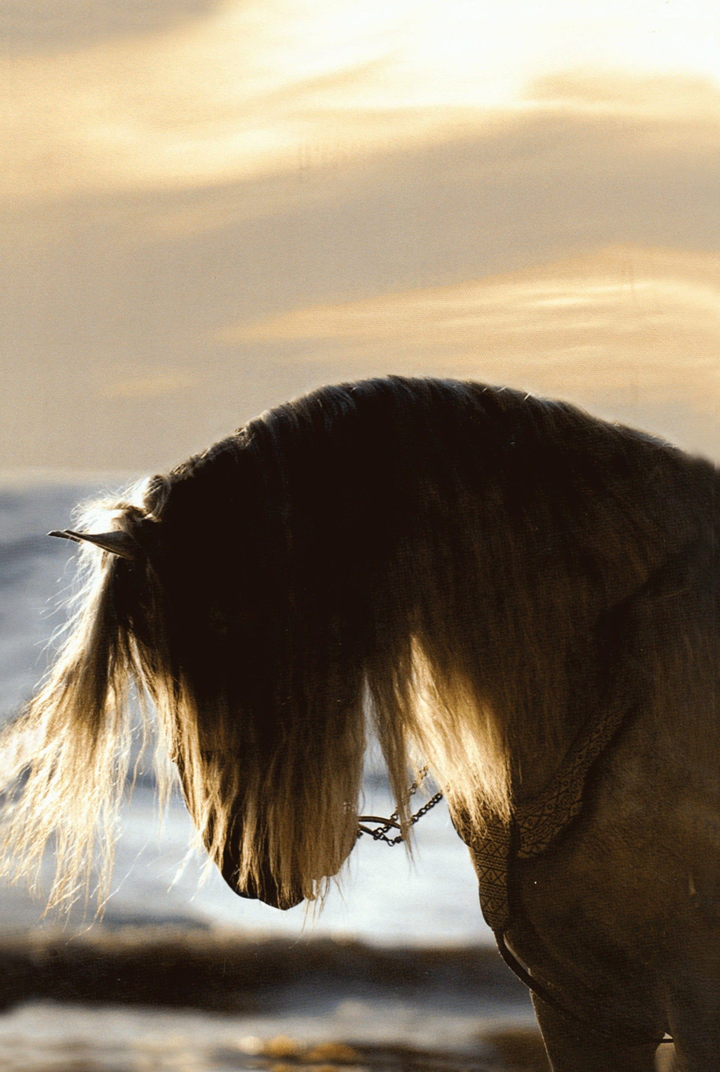 The Horse Book of Lists - Fox Chapel Publishing Co.