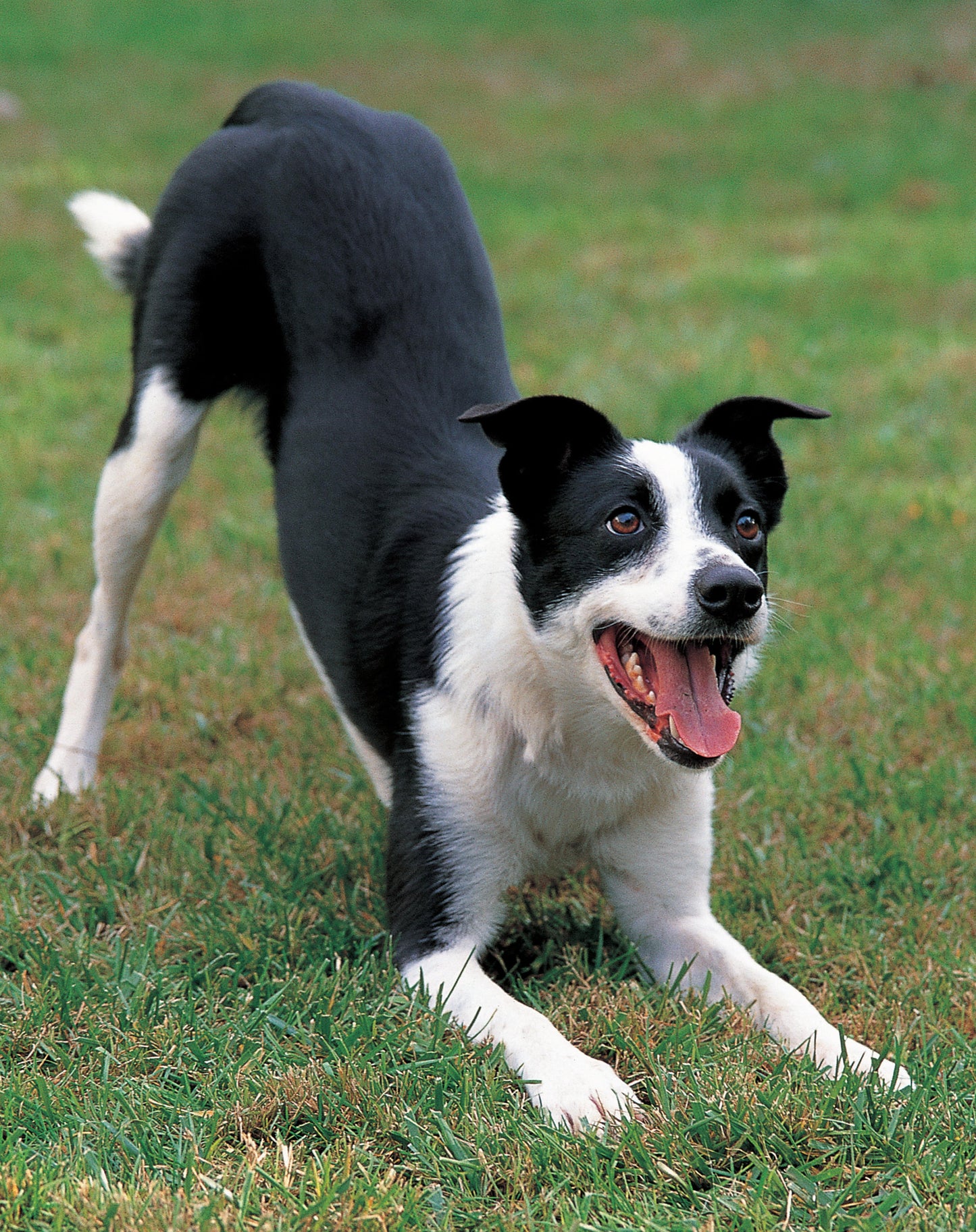 Original Dog Bible, 2nd Edition